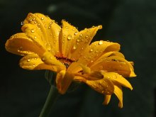 wetdaisy